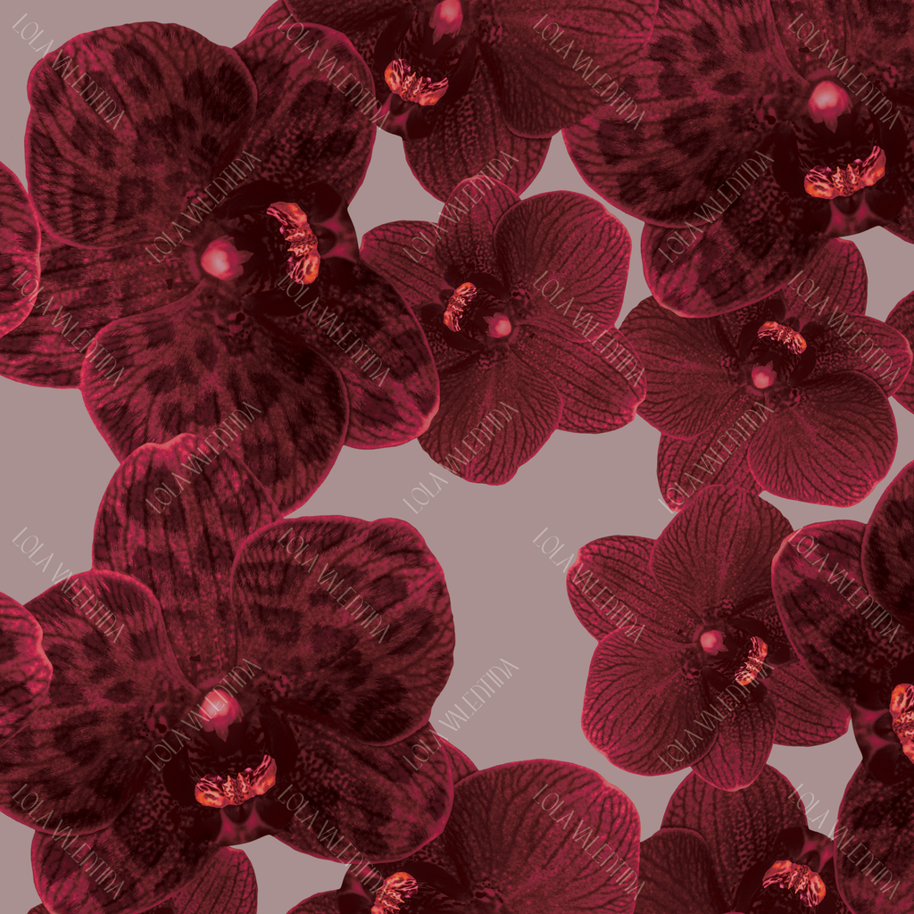 Mauve Wine Orchid