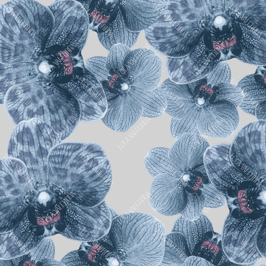 Sky Blue Silver Orchid
