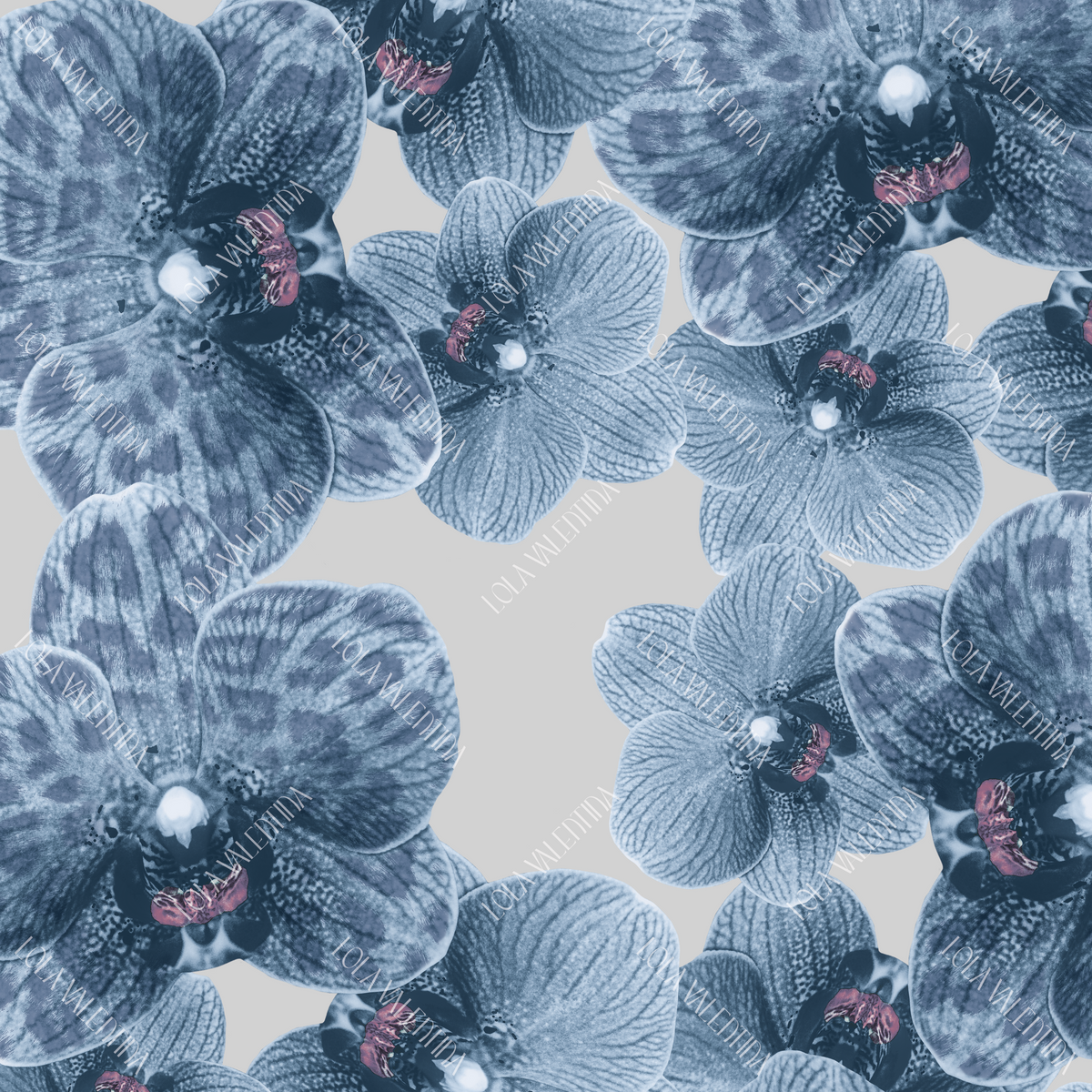 Sky Blue Silver Orchid