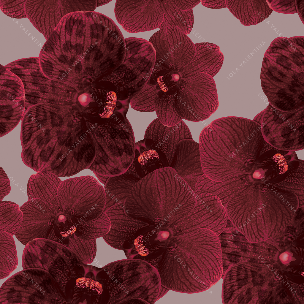 Mauve Wine Orchid